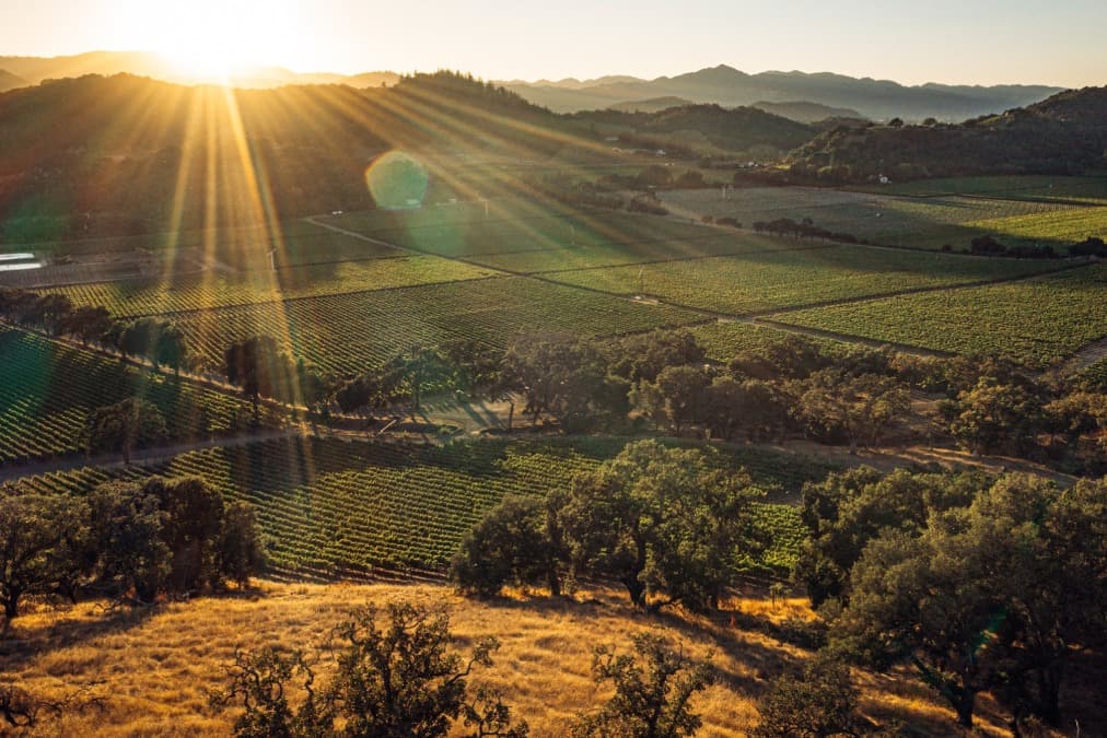 The First Vineyards